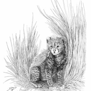 1979 Cheetah Kitten