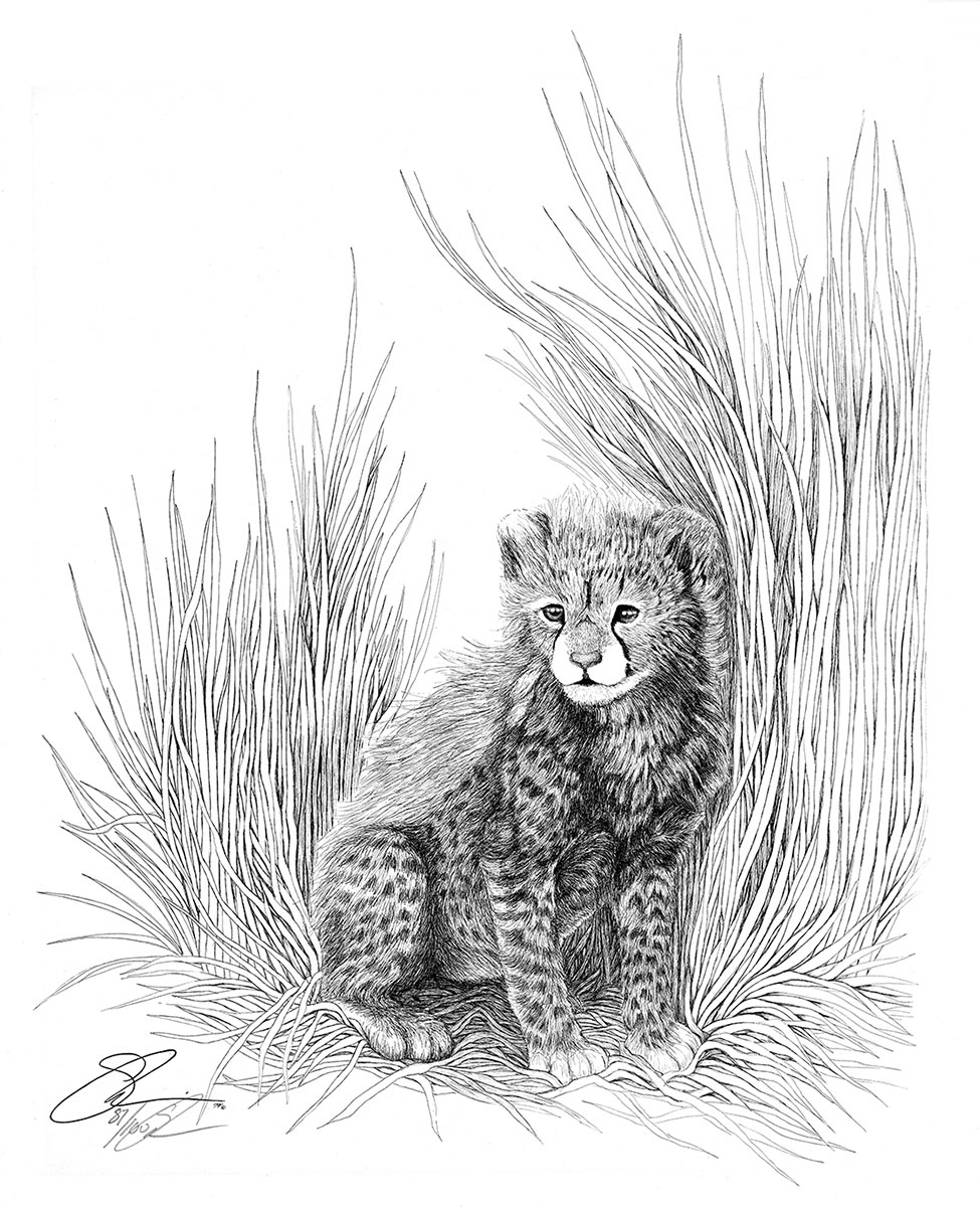 1979 Cheetah Kitten