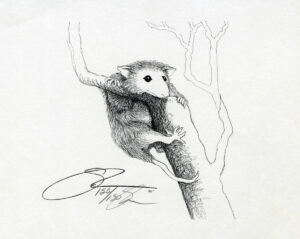1980 Possum In A Tree