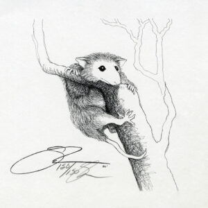 1980 Possum In A Tree
