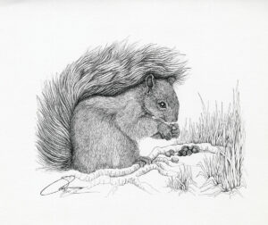 1982 Gray Squirrel With Acorns
