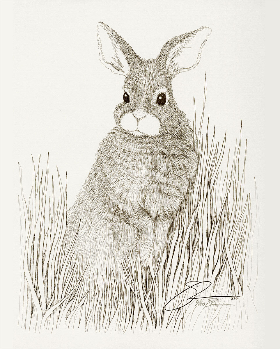 1982 Rabbit in Grass