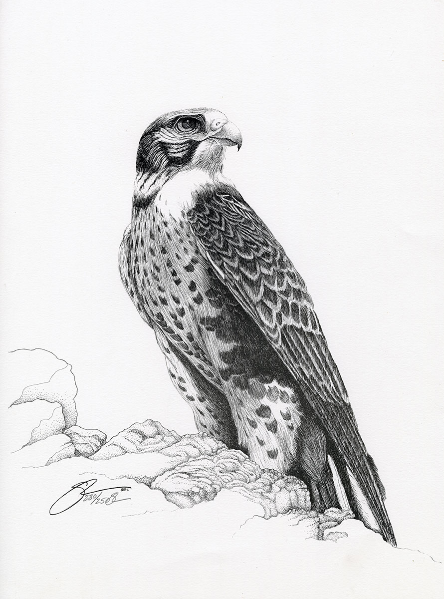 1985 Prairie Falcon