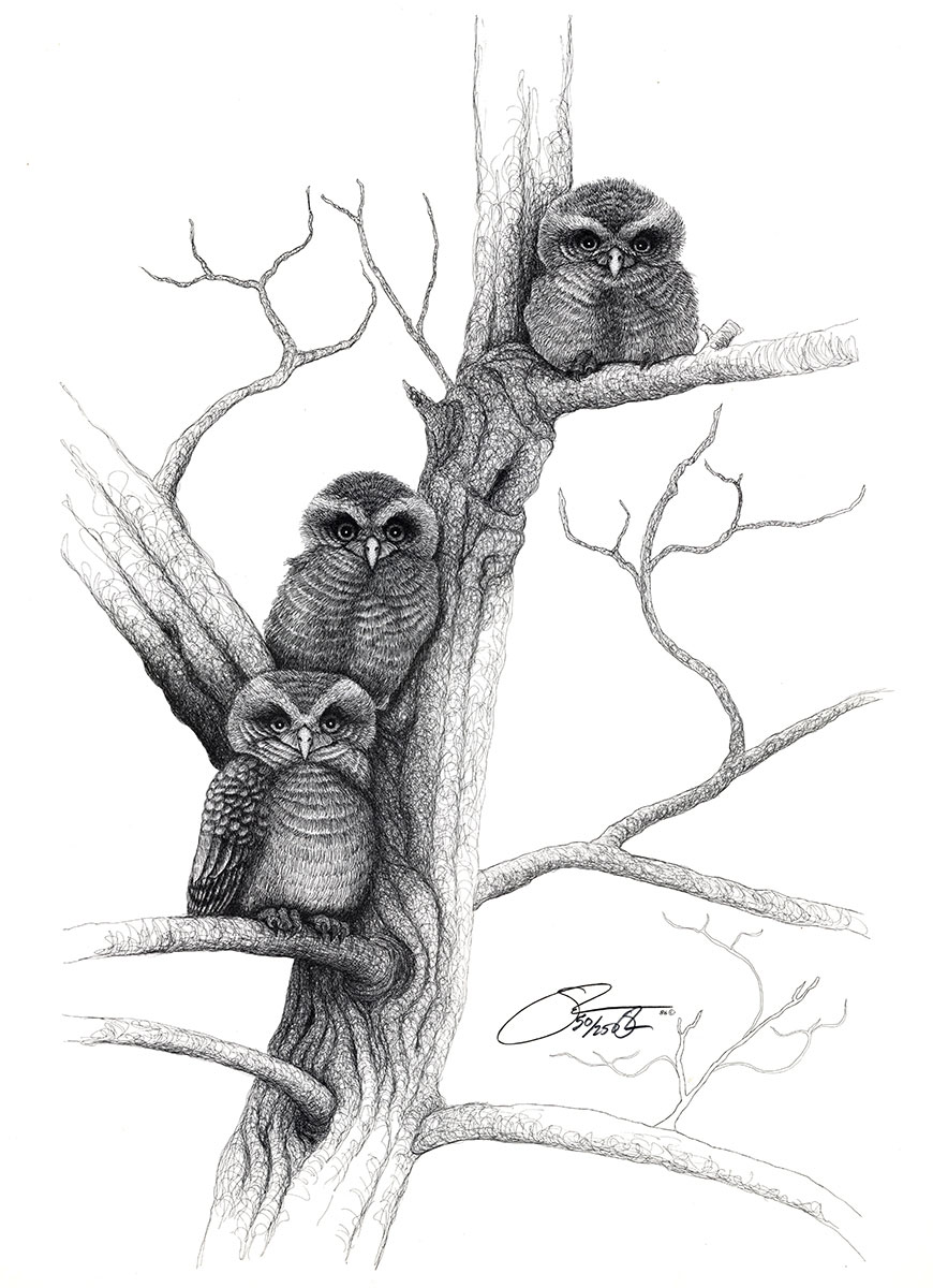 1986 Baby Barred Owls "The Guys"