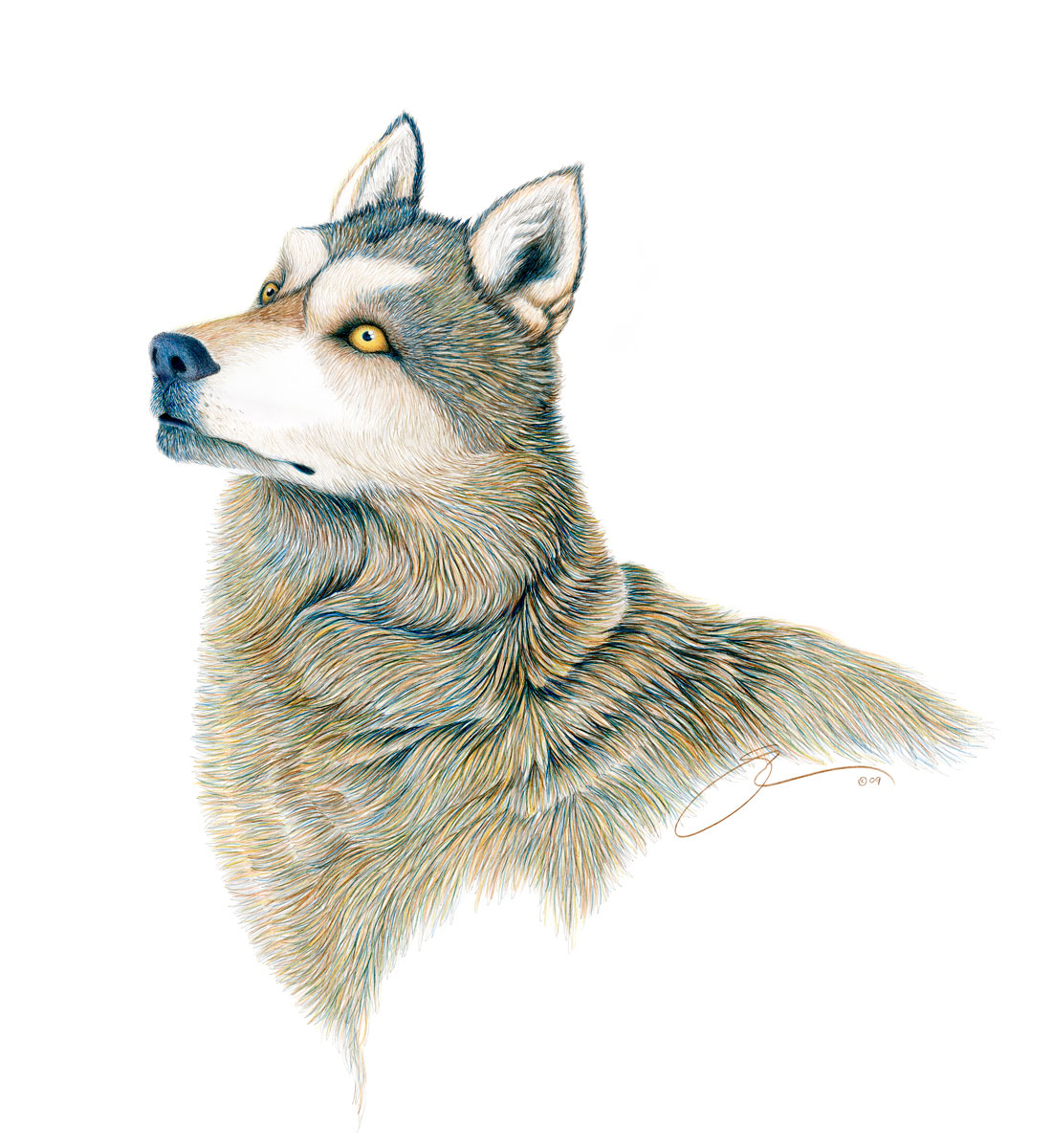 Alpha Female Alaskan Interior Wolf
