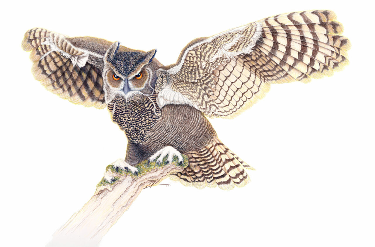 Great Horned Owl | Susan Morrison Gallery