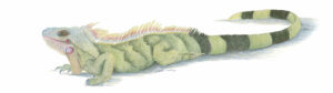 Iguana