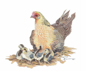 Mama Hen
