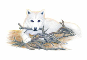 The Arctic Wolf Pup