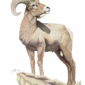 The Big Horn Sheep