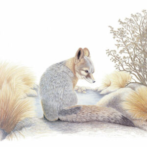The Desert Gray Fox