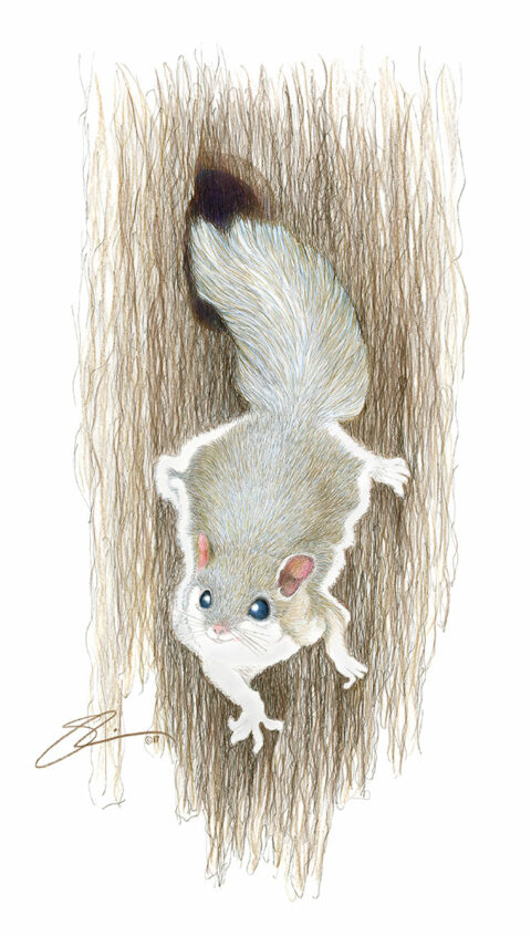 The Flying Squirrel