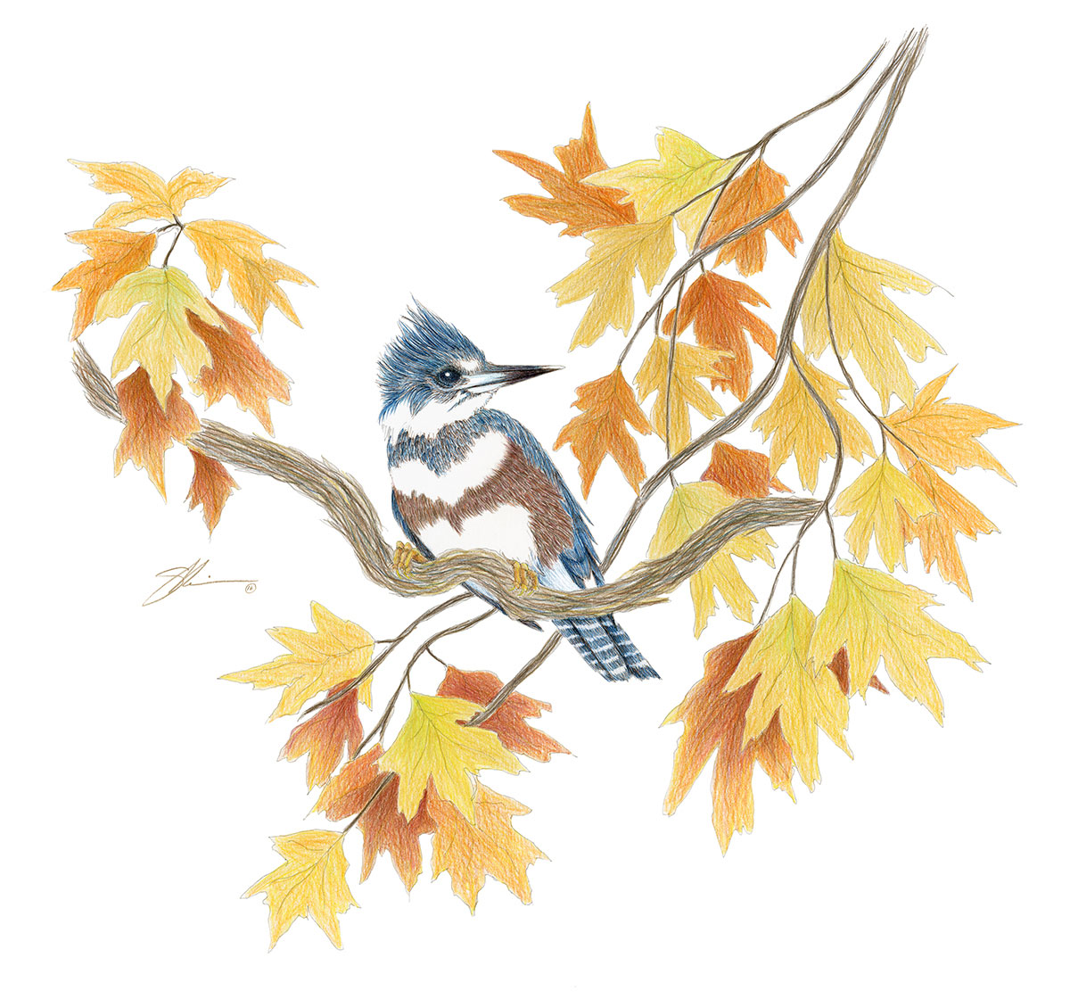 The Heronswood Kingfisher