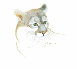 The Mountain Lion