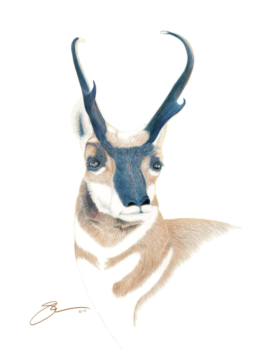 The Pronghorn Antelope