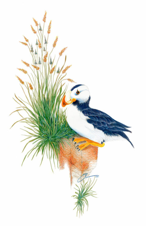 The Puffin