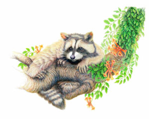The Ranger Raccoon