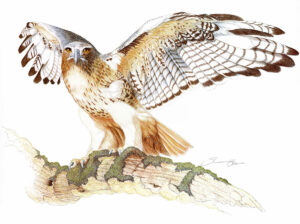 The Red Tail Hawk