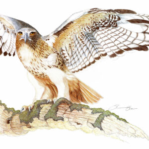 The Red Tail Hawk