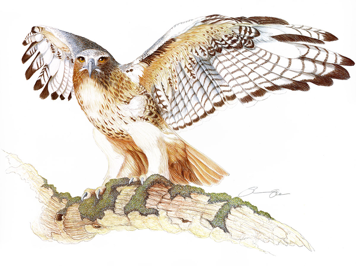 File:PSM V51 D611 Red tailed hawk.png - Wikimedia Commons