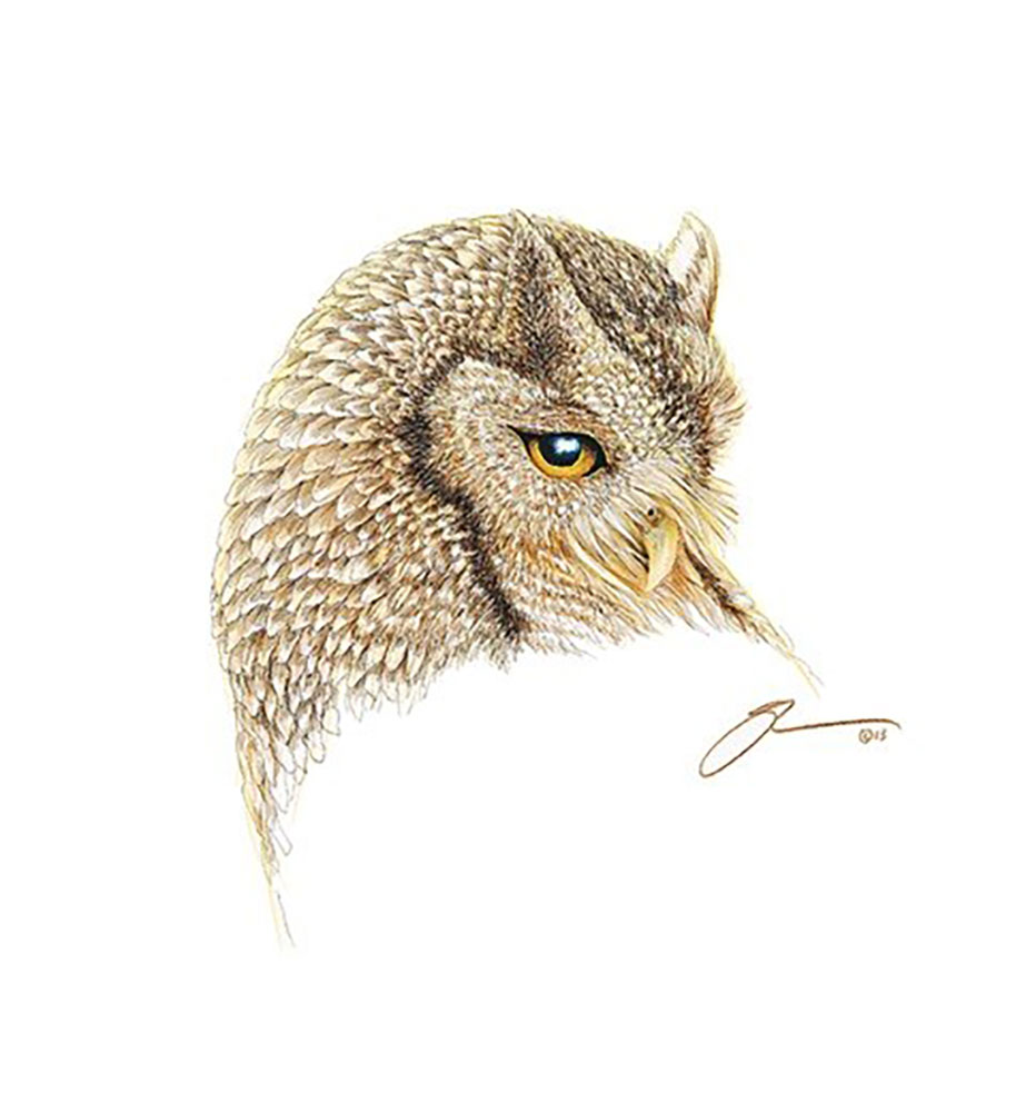The Screech Owl Portrait