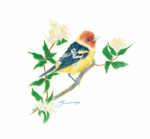Western Tanager