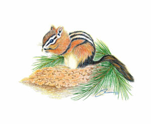 Yellow Pine Chipmunk