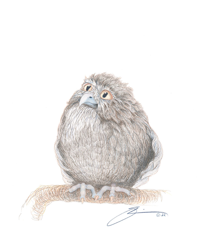 Herbie, a Baby Screech Owl