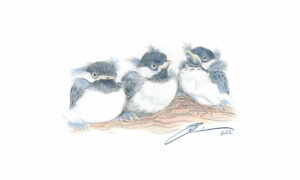 The Baby Chickadees