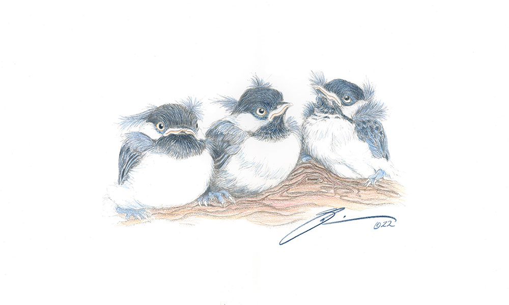 The Baby Chickadees